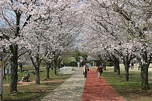 観桜苑2